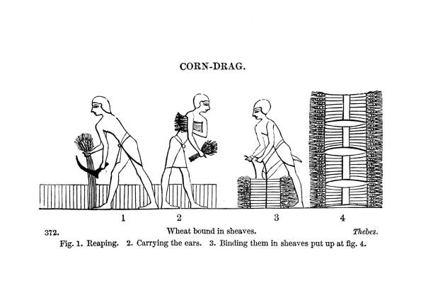 19th c engraving ancient Egypt hieroglyphics harvesting and stacking corn;The Ancient Egyptians 1854 ;Taken from The Ancient Egyptians 1854 drawing of slaves working stock illustrations