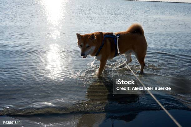 Sesame Shiba Inu In Walks In The Sea Stock Photo - Download Image Now - Animal, Animal Body Part, Animal Head