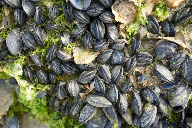 istock close up of shells coming to beach on rocks at ebb tide 1413801876