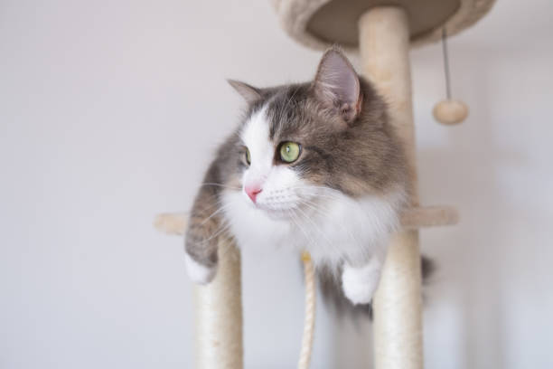istock A gray cat with a white muzzle sits on a scratching post. Cozy cat house with a toy on a white background. 1413802033
