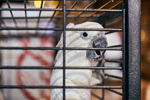 Cute white Cacatua cockatoo parrot in cage in cafe interior background, funny domestic bird. Adorable cockatoo bird home pet in safe cage, tropical parrot with white plumage and little black eyes