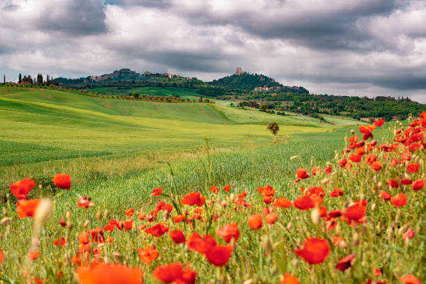 Sunny landscape from Val d'Orcia, Tuscany, Italy stock photo