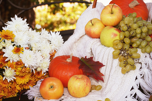 Beautiful autumn fall composition with bench, basket with white and orange chrysanthemums, pumpkins and fruits. Concept of Thanksgiving day or Halloween. Autumn background.