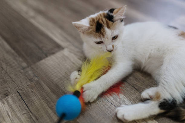 Cat lying on the floor catching cat toy on a stick. Anonymous person is holding the toy.
