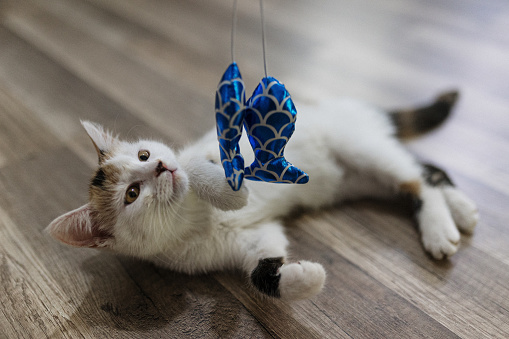 Cat lying on the floor catching cat toy on a stick. Anonymous person is holding the toy.