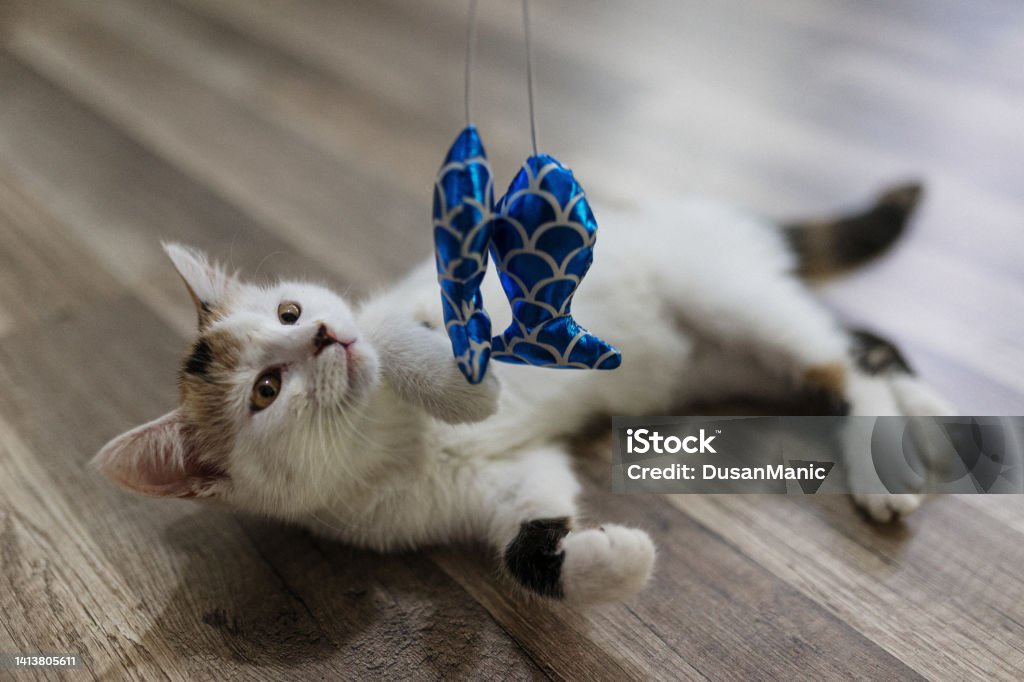 Anonymous Person Playing With the Cat Using Cat Toy Cat lying on the floor catching cat toy on a stick. Anonymous person is holding the toy. Cat's Toy Stock Photo