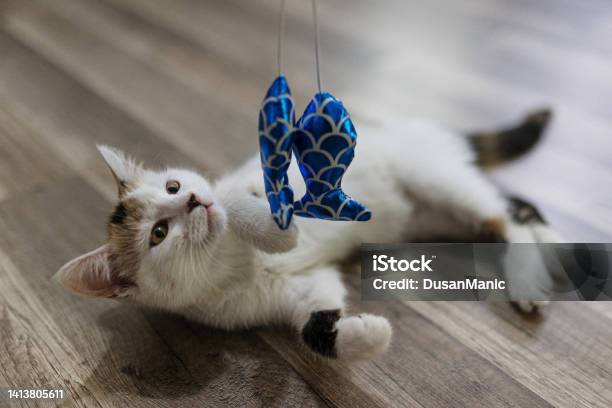 Anonymous Person Playing With The Cat Using Cat Toy Stock Photo - Download Image Now