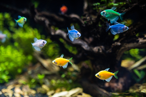 Color tetra fish swimming in the aquarium