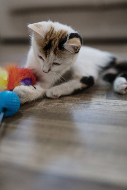 istock Anonymous Person Playing With the Cat Using Cat Toy 1413805695