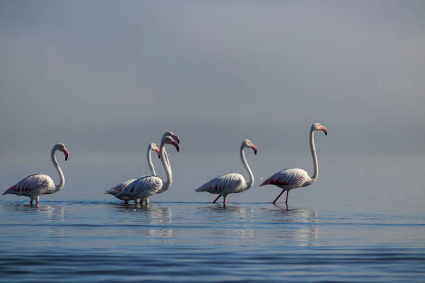 wildvögel. gruppenvögel weißer afrikanischer flamingos, die an einem sonnigen tag durch die blaue lagune laufen - lake nakuru stock-fotos und bilder