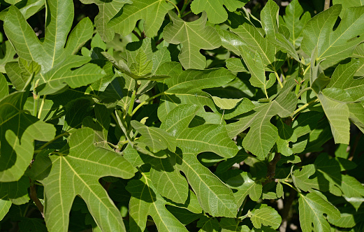Green Fresh Fig Leaves