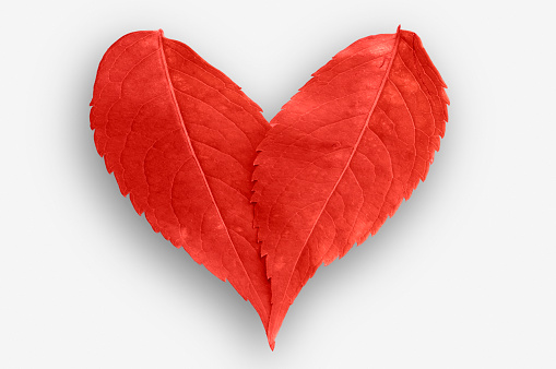 Red leaf heart isolated on white background.