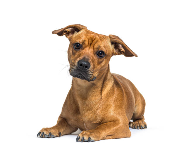 istock Mixed breed dog between French bulldog and Dachshund 1413808837