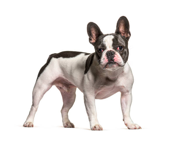 istock French Bulldog standing and looking at the camera 1413808842