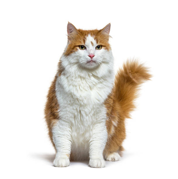 longhaired Red and white Crossbreed cat sitting, isolated on white stock photo