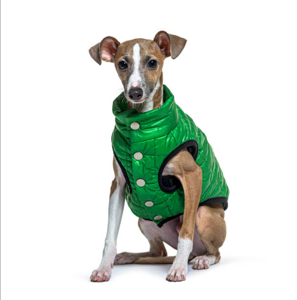 イタリアン・グレイハウンド、ピッコロ・レブリエーロ・イタリアーノ(イタリア語)、柔らかく大きな緑色のコートを着て、白地に隔離 - italian greyhound ストックフォトと画像