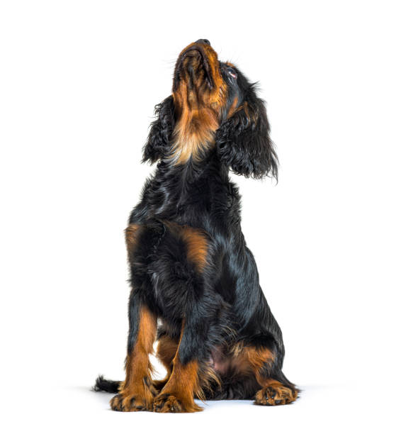 istock Young Cavalier King Charles Spaniel Black-and-tan, looking up, isolated on white 1413809027