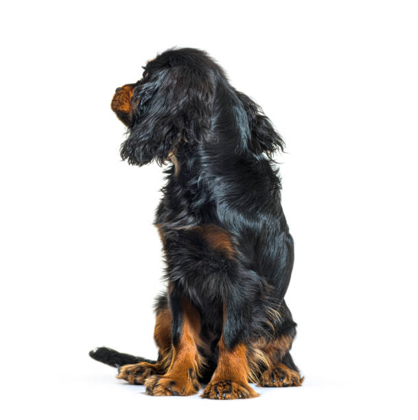 istock Young Cavalier King Charles Spaniel Black-and-tan, looking back, backwards, isolated on white 1413809036
