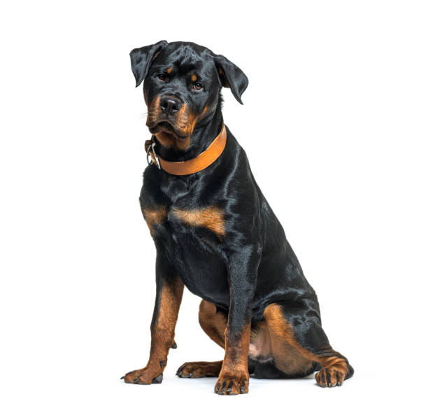istock Black-and-tan Rottweiler wearing a brown collar dog 1413809092