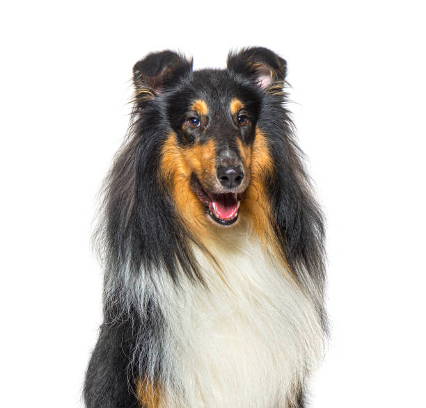 istock head shoit of a Rough Collie dog panting, isolated on white 1413809302