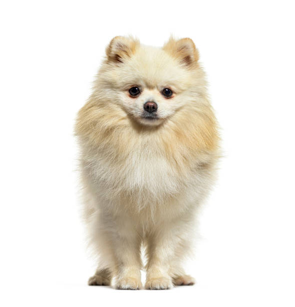 istock Beige spitz dog looking at the camera, isolated on white 1413809528