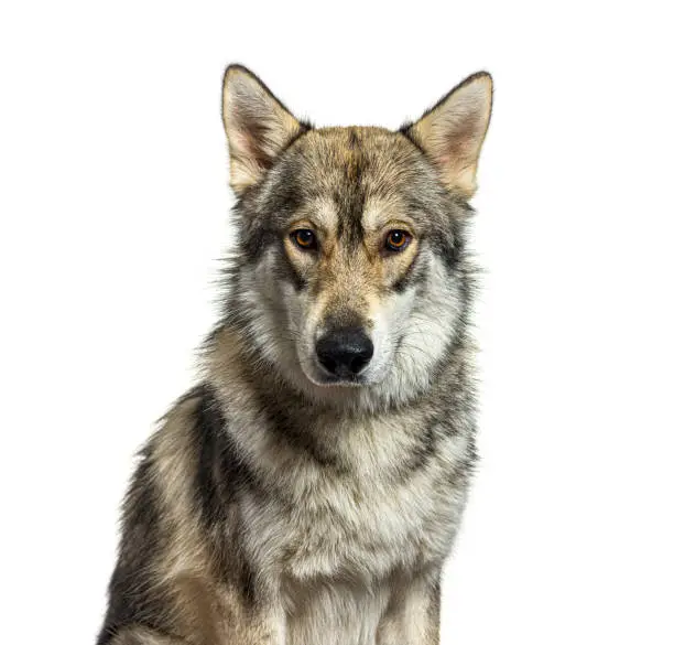 Photo of Potrtrait of a American wolfdog eight months old looking at tha camera, isolated on white