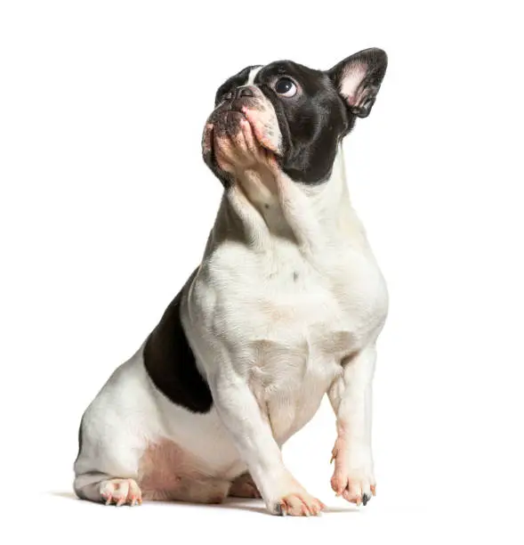 Black and white French Bulldog looking up with curiosity, isolated on white