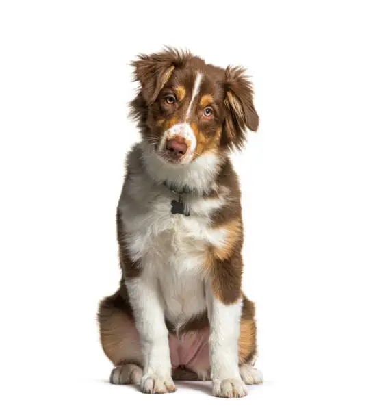 Red tri-colored Australian shephard wearing a collard, sitting, looking at the camera