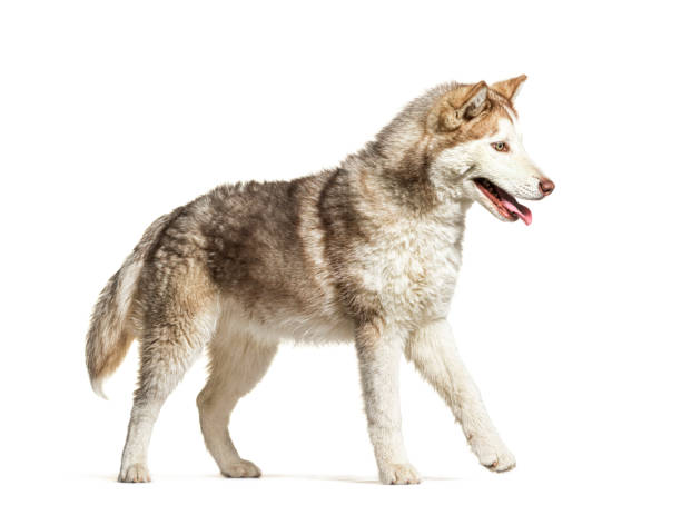 istock side view of a young Husky walking and panting, isolated on white 1413809882