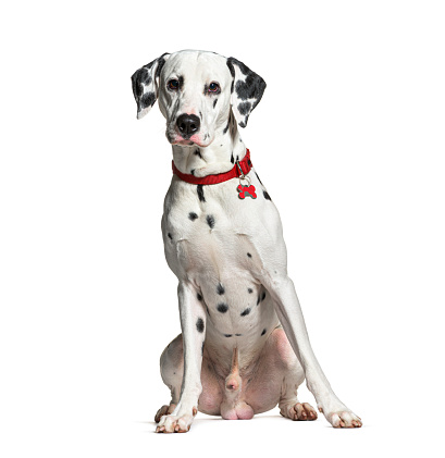 Charming pet. Half-length portrait of cute puppy of Dalmatian dog isolated over grey studio background. Concept of breed, vet, beauty, animal haelth and life, care. Pet looks calm, healthy and cute