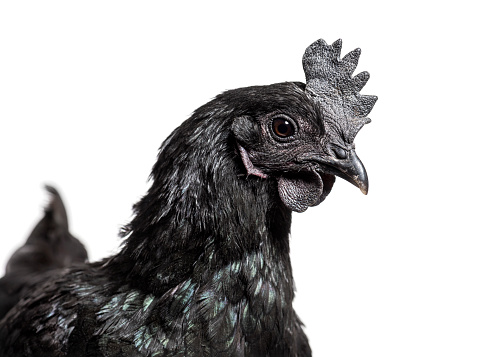 Head shot of Ayam Cemani hen, isolated on white