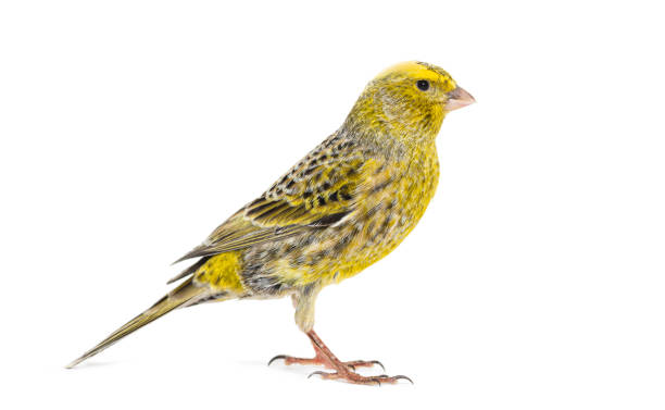 istock Portrait profile of a lizzard canary, isolated on white 1413810091