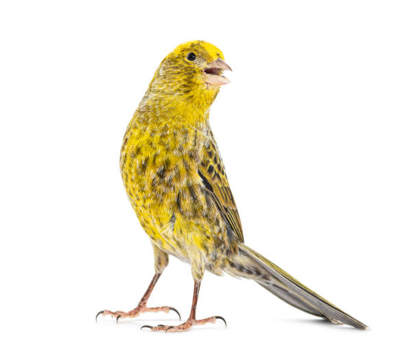 istock lizzard canary Tweeting looking at camera, isolated on white 1413810126