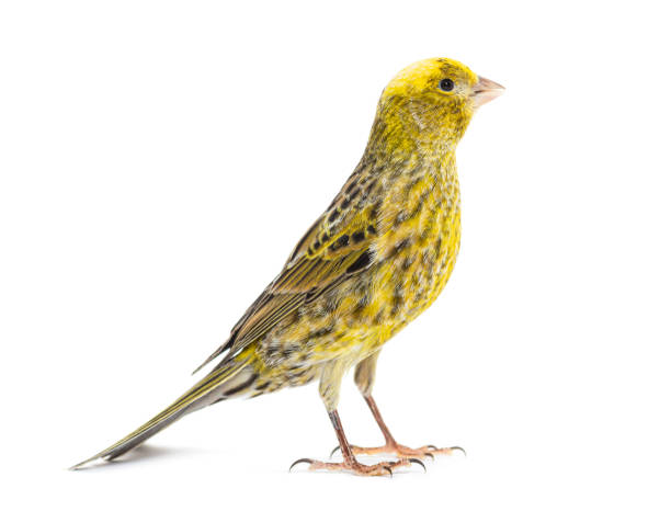istock Canary standing - Lizzard mutation - isolated on white 1413810152