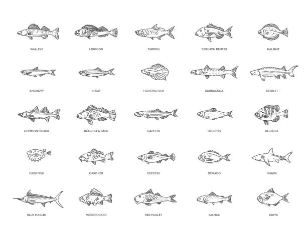 illustrazioni stock, clip art, cartoni animati e icone di tendenza di tipi marini, pesci oceanici e pesci d'acqua dolce - tuna fish silhouette saltwater fish