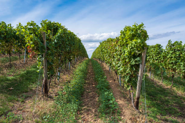 istock Rows of vines in Flonheim/Germany 1413811190