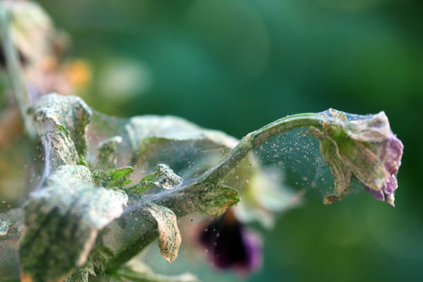 Pansy plant overrun by tiny spider mites Tetranychus urticae Tetranychidae (red spider mite or two-spotted spider mite). Covered with a web that produced.