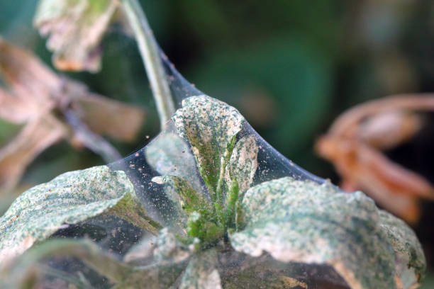 istock Pansy plant overrun by tiny spider mites Tetranychus urticae Tetranychidae (red spider mite or two-spotted spider mite). Covered with a web that produced. 1413811440