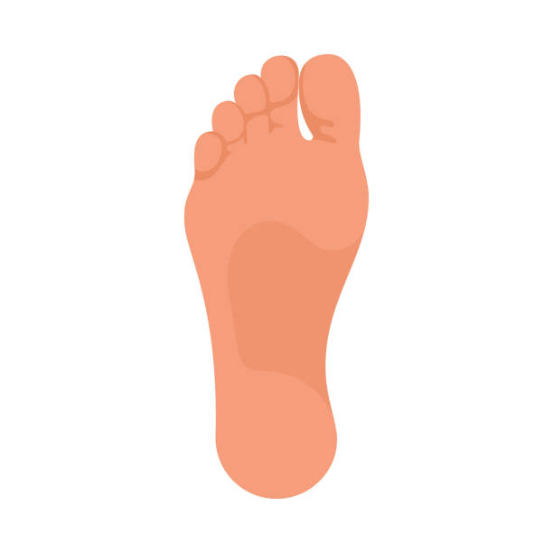 illustrations, cliparts, dessins animés et icônes de plante des pieds. le pied du pied d’un homme ou d’une femme. modèle pour la podologie. - massaging human foot reflexology foot massage