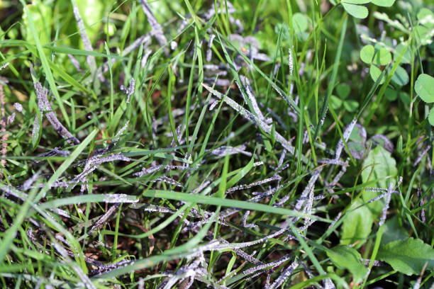 грибы зарастают газон. - moss toadstool фотографии стоковые фото и изображения