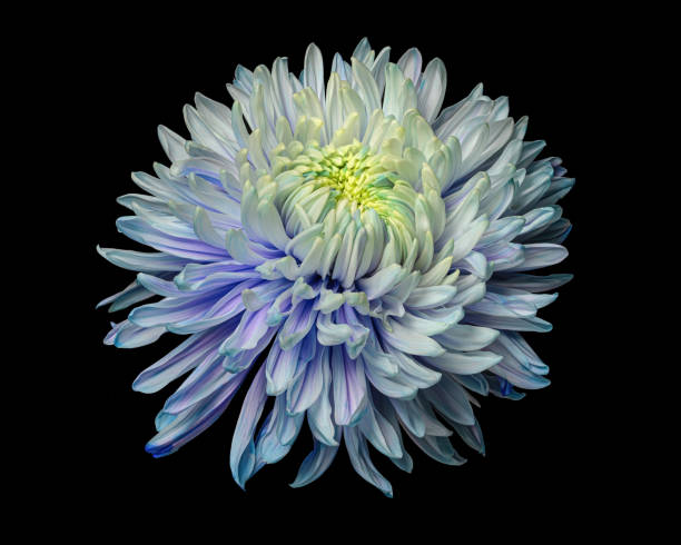 istock Multycolor chrysanthemum flower isolated on black background 1413812184