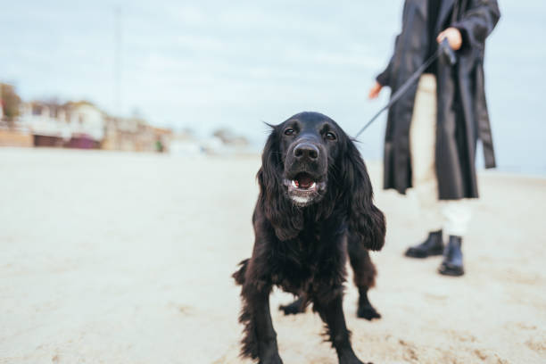 Portrait of curious cocker spaniel dog on leash during walk with young woman owner along sandy coast