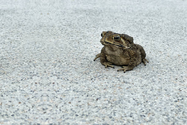istock Dark brown Thai toad, a common name for certain frogs, is sitting on white washed gravel floor in natural daylight with big two eyes open. 1413812645