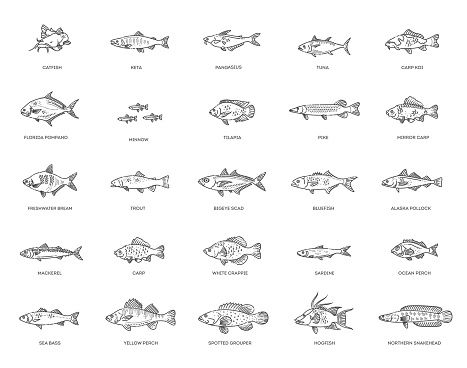 Fish Types Class 9 Types Marine Ocean Fish And Freshwater Fish Stock Illustration ...