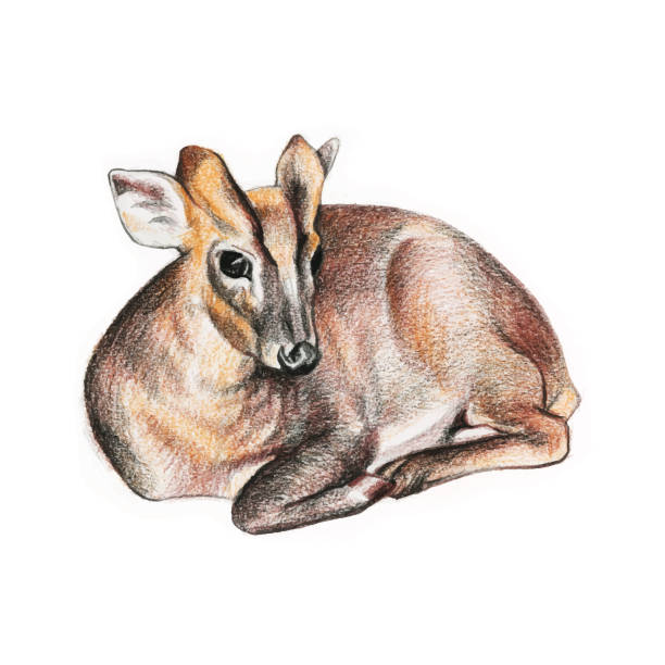 istock Hand drawing sleeping young deer illustration. Watercolor pencils illustration. 1413814044