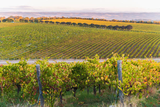 istock Vineyards in McLaren Vale at sunset 1413814314