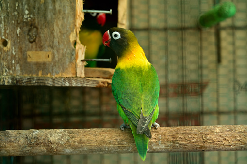 Colorful parrots birds inside in a cage