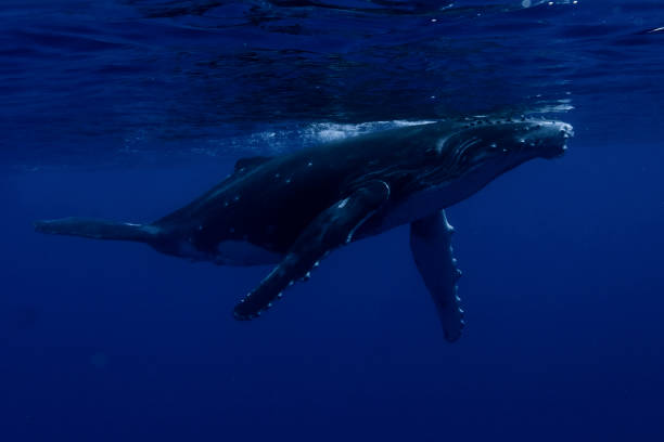 istock Baby Humpback Whale 1413815646