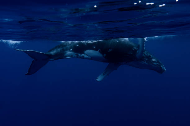 istock Baby Humpback Whale 1413815655