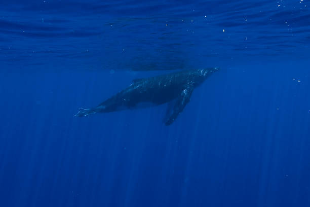istock Baby Humpback Whale 1413815668